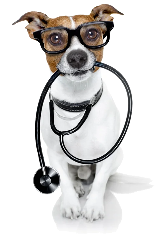 jack-russel-vets