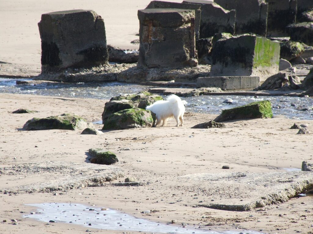 A dog on Fraisthorpe beach among the old sea defences
